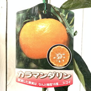 �I�����W �c�� �J���}���_���� 15cm�|�b�g�c �I�����W �c