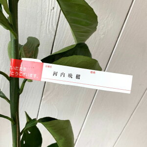 U ڂ c ͓ӊ 13.5cm|bgc 킿΂񂩂 u^ U{ c gv