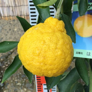 ݂ c ͂邩 13.5cm|bgc ~J c  gv