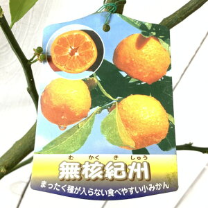 ݂ c jIB 15cm|bgc ނイ ~J c  gv