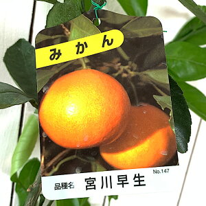 苗 みかん 苗木の人気商品 通販 価格比較 価格 Com 苗 みかん 苗木の人気商品 通販 価格比較 価格 Com