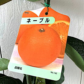 オレンジ 苗木 ネーブル 13.5cmポット苗 オレンジ 苗 gv