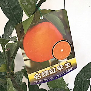 ^J c g 15cm|bgc Ȃׂɂ킹 񂩂 c Z gv