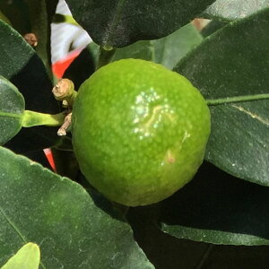 䂸 c 僆YL` 15cm|bgc ȂƂ䂸 Y c Mq gv