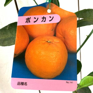 ポンカンの人気商品 通販 価格比較 価格 Com ポンカンの人気商品 通販 価格比較 価格 Com