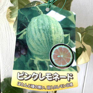  c sNl[h 15cm|bgc  c EG gv