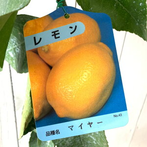  c }C[ lG 13.5cm|bgc  c EG gv