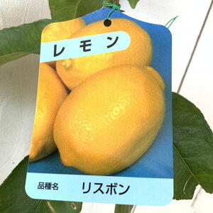  c X{ 13.5cm|bgc  c EG gv