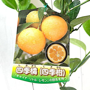  c lG 15cm|bgc `Cig  c EG