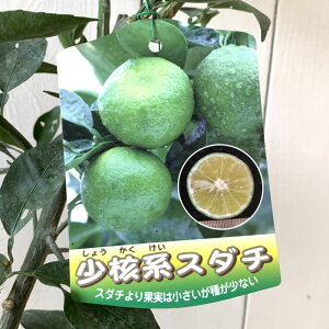 香酸柑橘 苗木 少核系スダチ 15cmポット苗 香酸柑橘 苗 gv