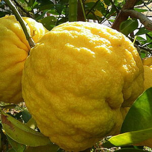 䂸 c qY 13.5cm|bgc 䂸 Y c Mq gv