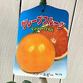 楽天市場 グレープフルーツ 苗の通販