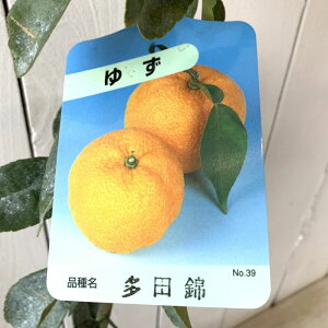 䂸 c c 13.5cm|bgc ɂ Y c Mq gv