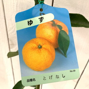 柚子 苗の人気商品 通販 価格比較 価格 Com