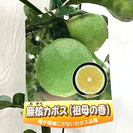 香酸柑橘 苗木 種なしカボス 15cmポット苗 祖母の香 無核カボス 香酸柑橘 苗 gv