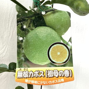 _k c ȂJ{X 15cm|bgc c̍ jJ{X _k c gv