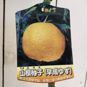 䂸 c RY 15cm|bgc ܂˂䂸 Y c Mq