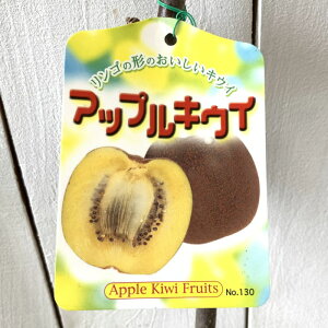 LEC c AbvLEC (X) 12cm|bgc LEC c LECt[c gv