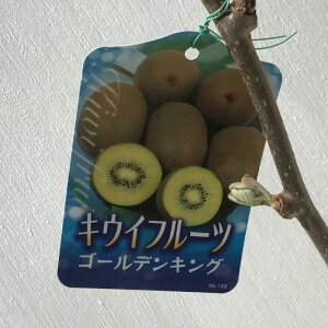 LEC c S[fLO (X) 12cm|bgc LEC c LECt[c gv