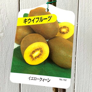 LEC c CG[NC[ (X) 12cm|bgc LEC c LECt[c gv