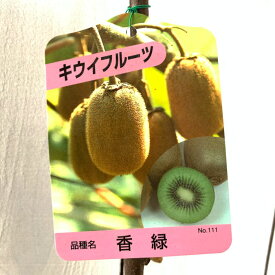 楽天市場 キウイ 花粉の通販