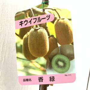 LEC c  (ΎX) 12cm|bgc 傭 LEC c LECt[c gv