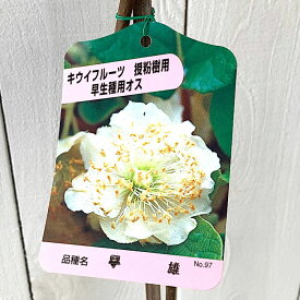 楽天市場 キウイ 花粉の通販