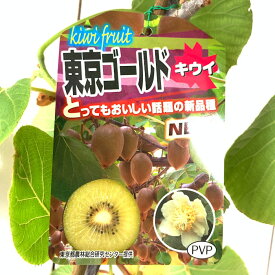 楽天市場 キウイ 花粉の通販