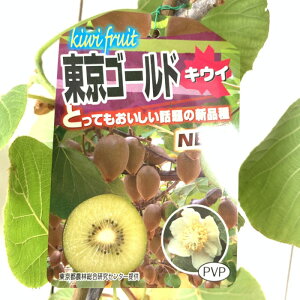 LEC c S[h (X) (PVP) 15cm|bgc LEC c LECt[c o^i gv