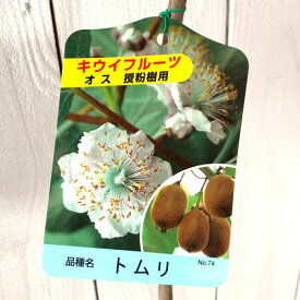 楽天市場 キウイ 花粉の通販