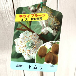 LEC c g (IX) 12cm|bgc LEC c LECt[c gv