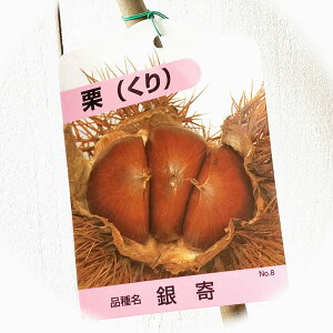 I c  12cm|bgc 悹  c N gv