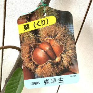 I c X 12cm|bgc 킹  c N gv