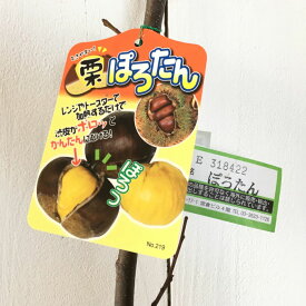 栗 苗木 ぽろたん (PVP) 12cmポット苗 くり 苗 クリ 登録品種