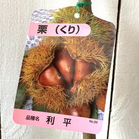 栗 苗木 利平 12cmポット苗 りへい くり 苗 クリ gv