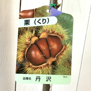 I c O 12cm|bgc 񂴂  c N gv