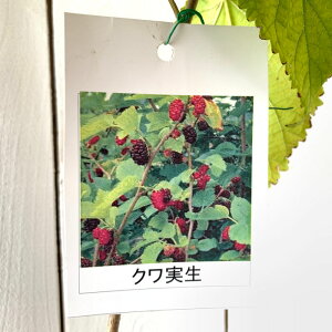 K c RK 10.5cm|bgc  c N gv