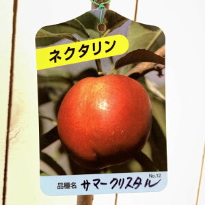 lN^ c T}[NX^ 15cm|bgc lN^ c gv