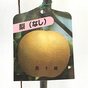  c \Y 12cm|bgc 傤イ낤 Ȃ c iV gv