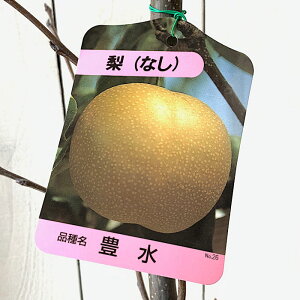  c L 12cm|bgc ق Ȃ c iV gv