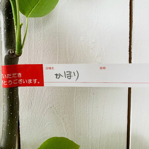  c ق 12cm|bgc Ȃ c iV gv