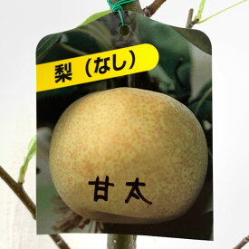 梨 苗木 甘太 (PVP) 15cmポット苗 かんた なし 苗 ナシ 登録品種 gv