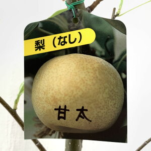 梨 苗木 甘太 (PVP) 15cmポット苗 かんた なし 苗 ナシ 登録品種 gv