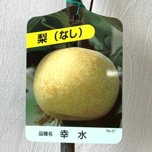  c K 12cm|bgc  Ȃ c iV gv