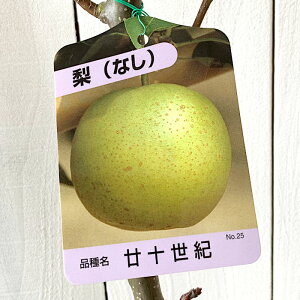  c I 12cm|bgc \I Ȃ c iV gv