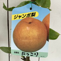 楽天市場】にっこり 梨 苗の通販 梨にっこり苗木実付き
