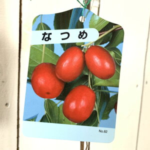 �i�c�� �c�� �Ȃ� 12cm�|�b�g�c �i�c�� �c �� gv