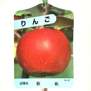 S c Hf 13.5cm|bgc ΂  c ь gv