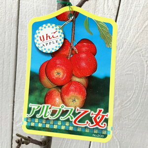 S c AvX 12cm|bgc  c ь gv