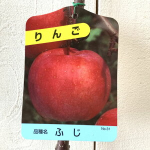 S c xm 12cm|bgc ӂS  c ь gv